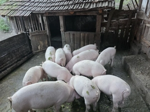 Soldani intre 70 si 80 kg - imagine 4