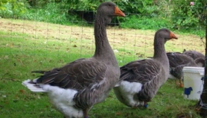 Gaste Landaise tinere