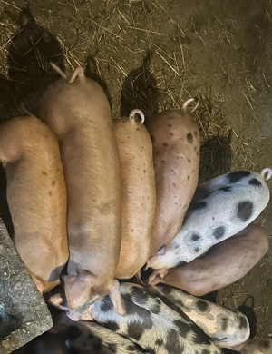 Purcei de vânzare  - imagine 2 Purcei de vânzare  - imagine 2