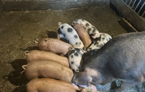 Purcei de vânzare  - imagine 4 Purcei de vânzare  - imagine 4