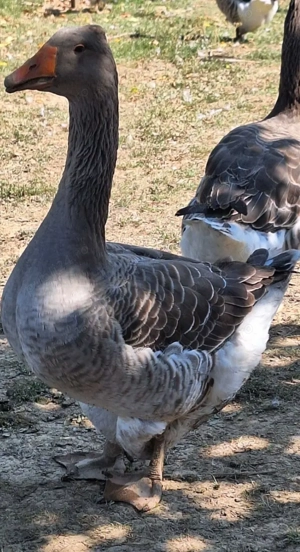 Gaste Landaise tinere - imagine 2 Gaste Landaise tinere - imagine 2