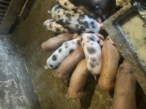 Purcei de vânzare  - imagine 5 Purcei de vânzare  - imagine 5