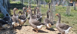 Gaste Landaise tinere - imagine 4 Gaste Landaise tinere - imagine 4