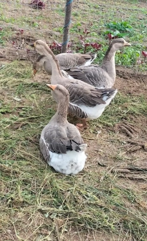 Gaste Landaise tinere - imagine 3 Gaste Landaise tinere - imagine 3