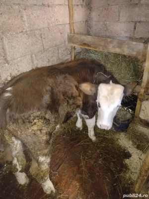 Vând vițel de 4 luni - imagine 5