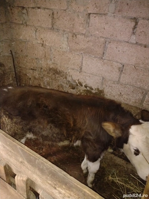 Vând vițel de 4 luni - imagine 3