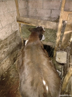 Vând vițel de 4 luni - imagine 2