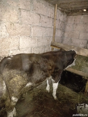 Vând vițel de 4 luni - imagine 4