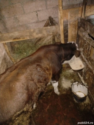 Vând vițel de 4 luni
