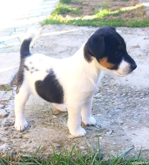 Foxterrier par neted