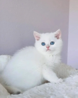 Puiuți British disponibili imediat . Pedigree.  Asigur transport!