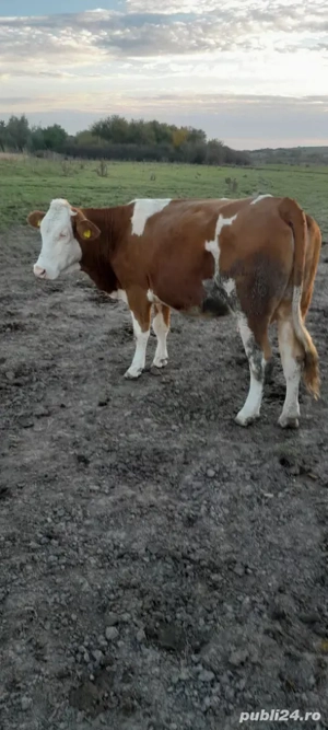 Vand vaca! - imagine 2 Vand vaca! - imagine 2