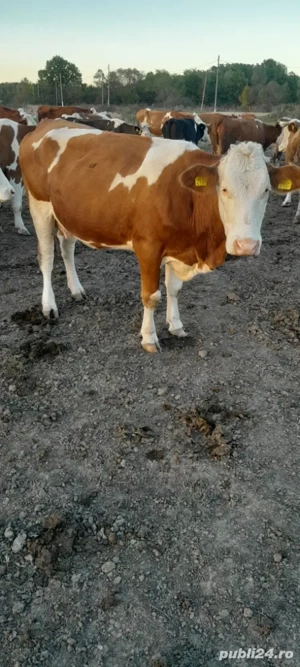 Vand vaca! - imagine 3 Vand vaca! - imagine 3