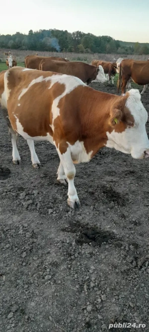 Vand vaca! - imagine 2 Vand vaca! - imagine 2