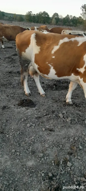 Vand vaca! - imagine 3 Vand vaca! - imagine 3