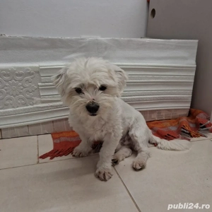 Vand pui de bichon maltez - imagine 2