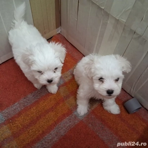 Vand pui de bichon maltez - imagine 3
