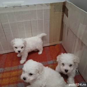Vand pui de bichon maltez - imagine 4