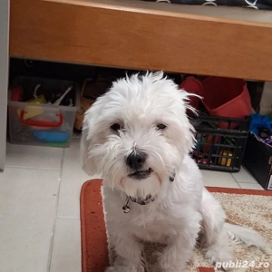 Vand pui de bichon maltez - imagine 5
