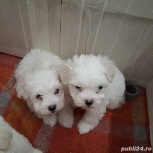 Vand pui de bichon maltez