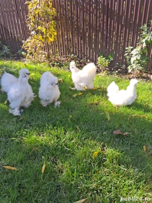 Gaini si cocosi matase japoneza tinere  gaini Brahma potarnichiu
