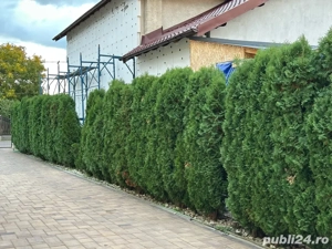 vand tuia smarangd 250-270cm - imagine 3