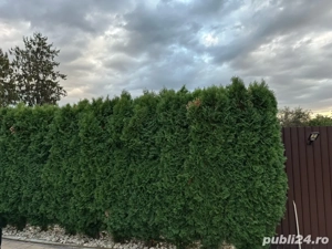 vand tuia smarangd 250-270cm - imagine 2