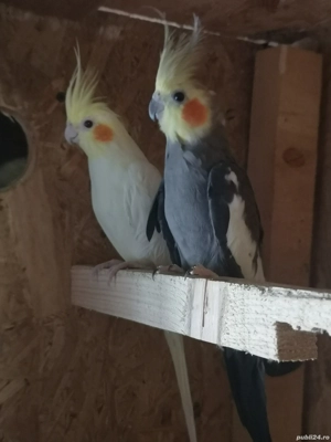 Papagali Nimfe - imagine 4