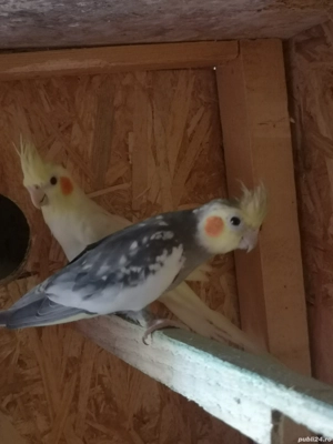 Papagali Nimfe - imagine 5