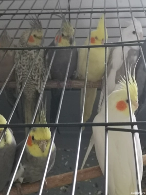 Papagali Nimfe - imagine 2