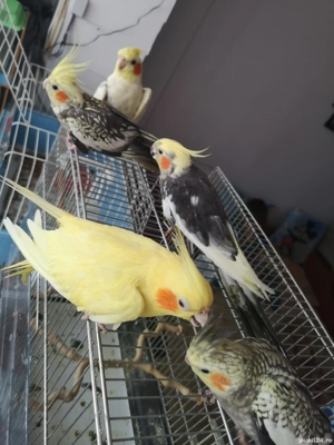 Papagali Nimfe - imagine 3