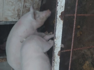 Porci de carne de vanzare - imagine 4 Porci de carne de vanzare - imagine 4