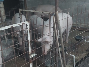 Porci de carne de vanzare