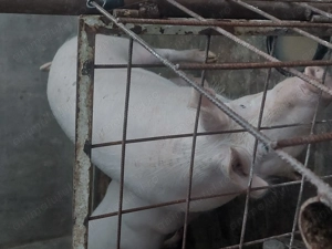 Porci devanzare - imagine 2 Porci devanzare - imagine 2