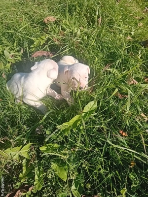 dog argentinian super catel - imagine 2