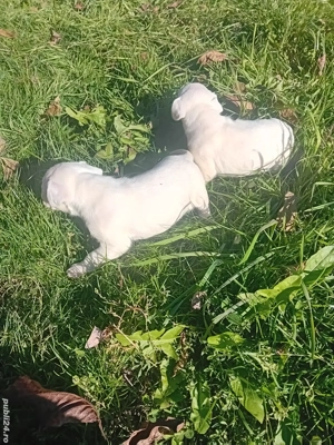 dog argentinian super catel - imagine 3