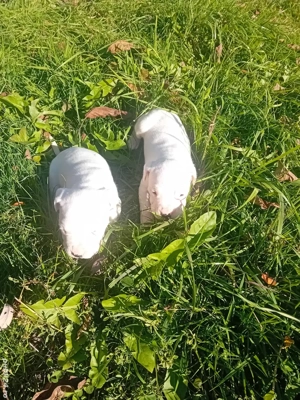 dog argentinian super catel - imagine 4