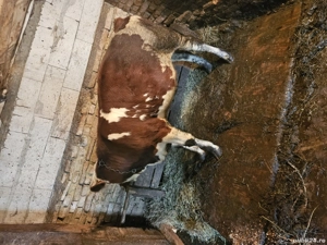 Tauras baltat - imagine 3