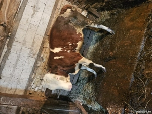 Tauras baltat - imagine 4