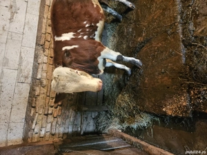 Tauras baltat - imagine 2