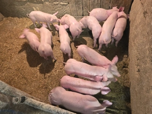 Vand purcei , vârsta 7 săptămâni - imagine 2