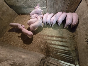 Vand purcei , vârsta 7 săptămâni