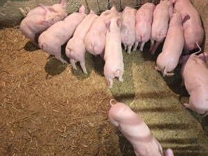 Vand purcei , vârsta 7 săptămâni - imagine 3