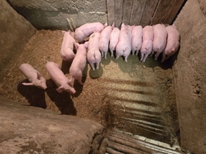 Vand purcei , vârsta 7 săptămâni - imagine 4