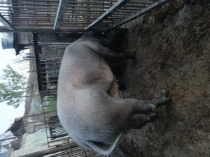 Vând purcea metis duroc cu pietran - imagine 3