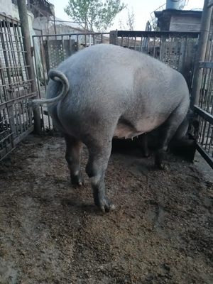 Vând purcea metis duroc cu pietran - imagine 6