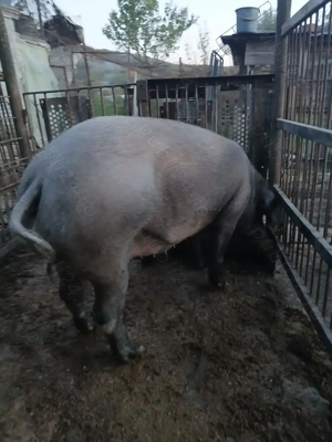 Vând purcea metis duroc cu pietran - imagine 2