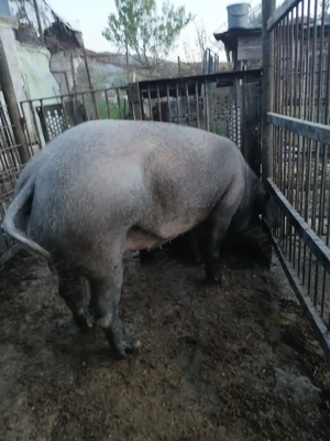 Vând purcea metis duroc cu pietran - imagine 4