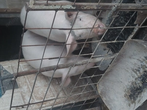 Porci de vanzare zona Galbinași Călărași 