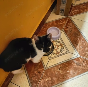 Adoptie pui de pisica Bacau